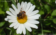 蜂のめぐみ　cross-pollination by bees